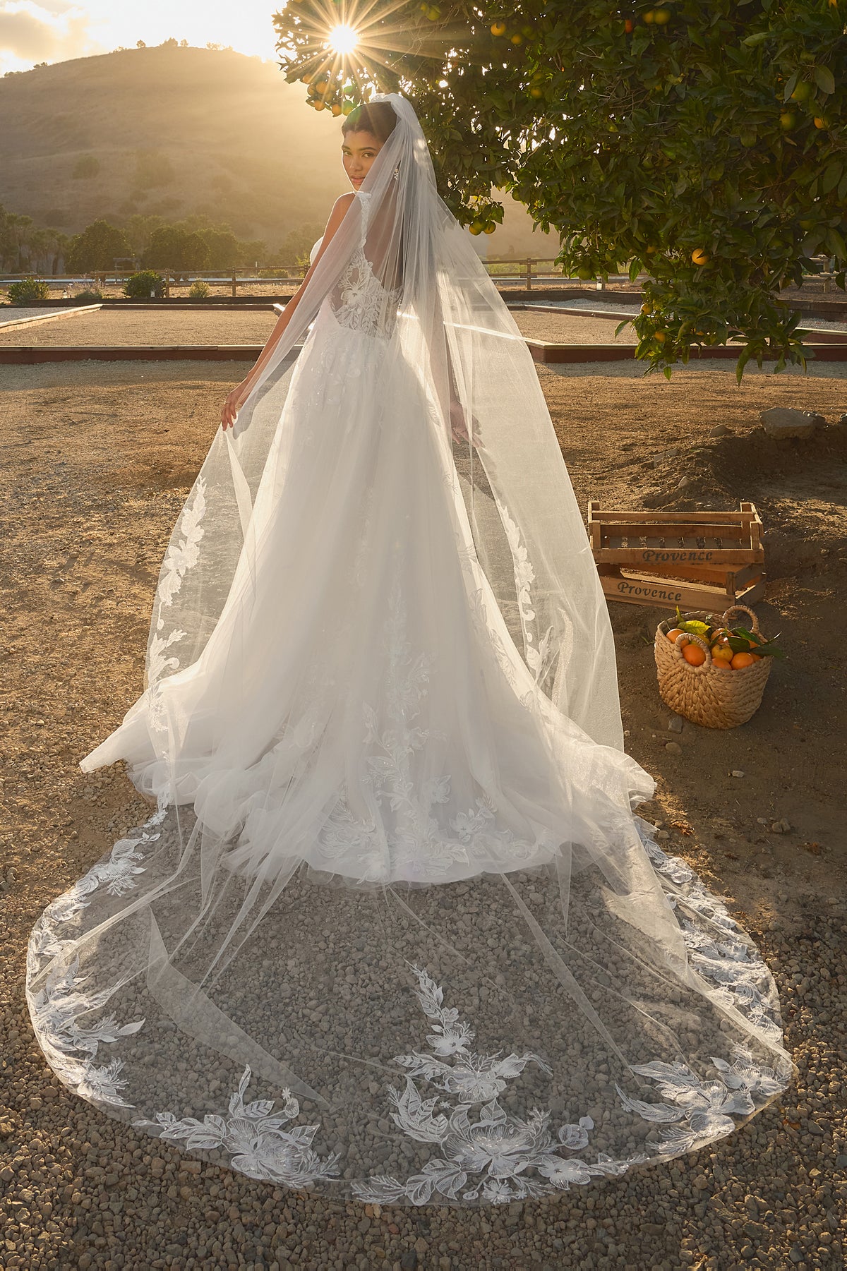 Donna Veil
